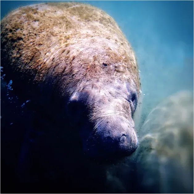 Detail Manatee Underwater Photo Number 2