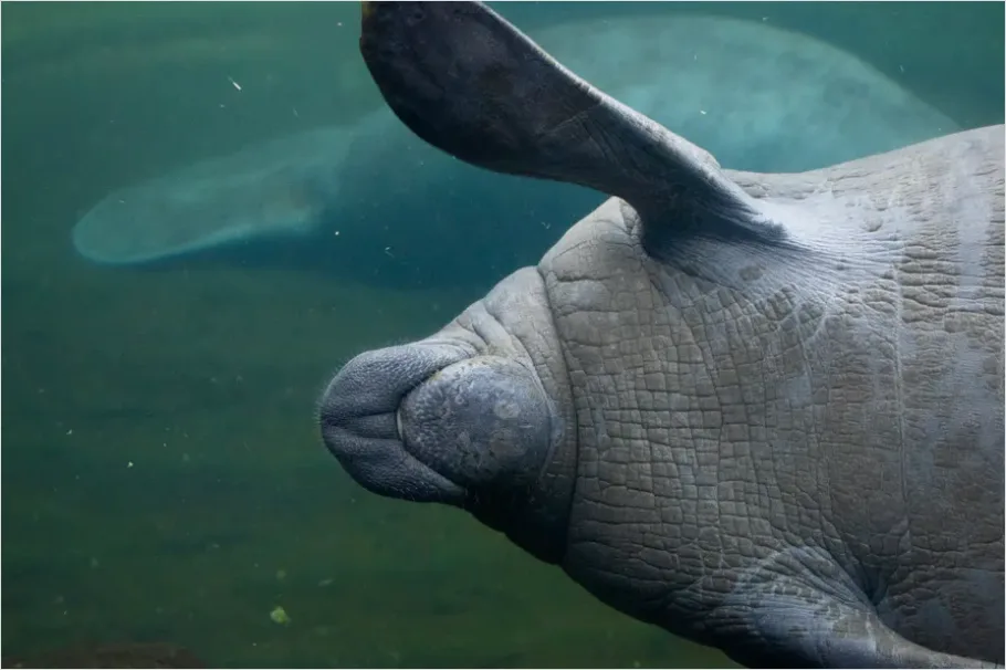 Detail Manatee Underwater Photo Number 11