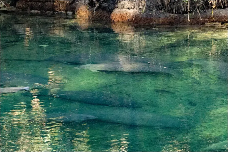 Detail Manatee Underwater Photo Number 12