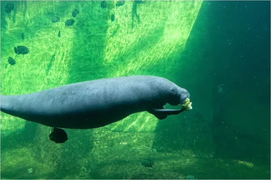 Detail Manatee Underwater Photo Number 13