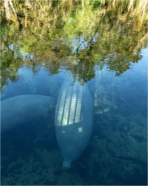 Detail Manatee Underwater Photo Number 14