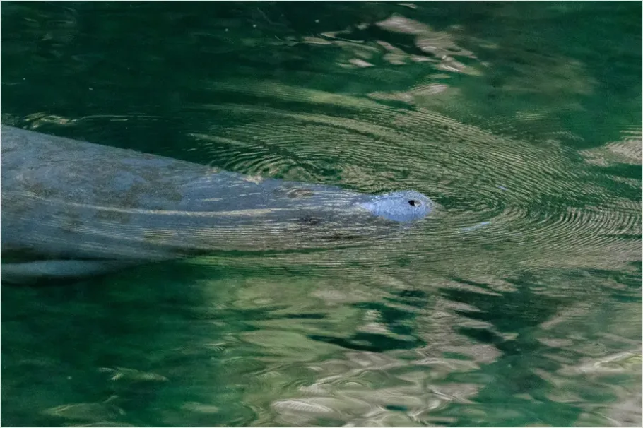 Detail Manatee Underwater Photo Number 15