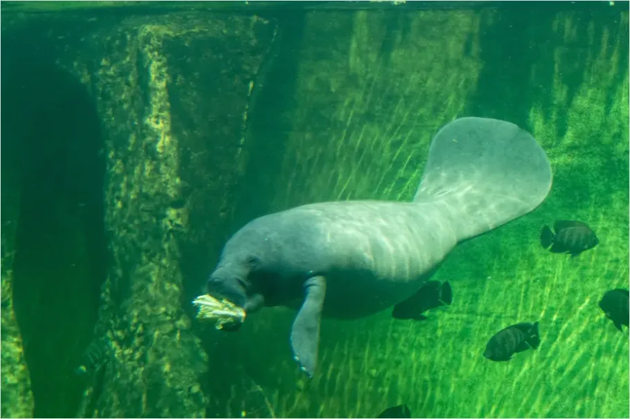 Detail Manatee Underwater Photo Number 16