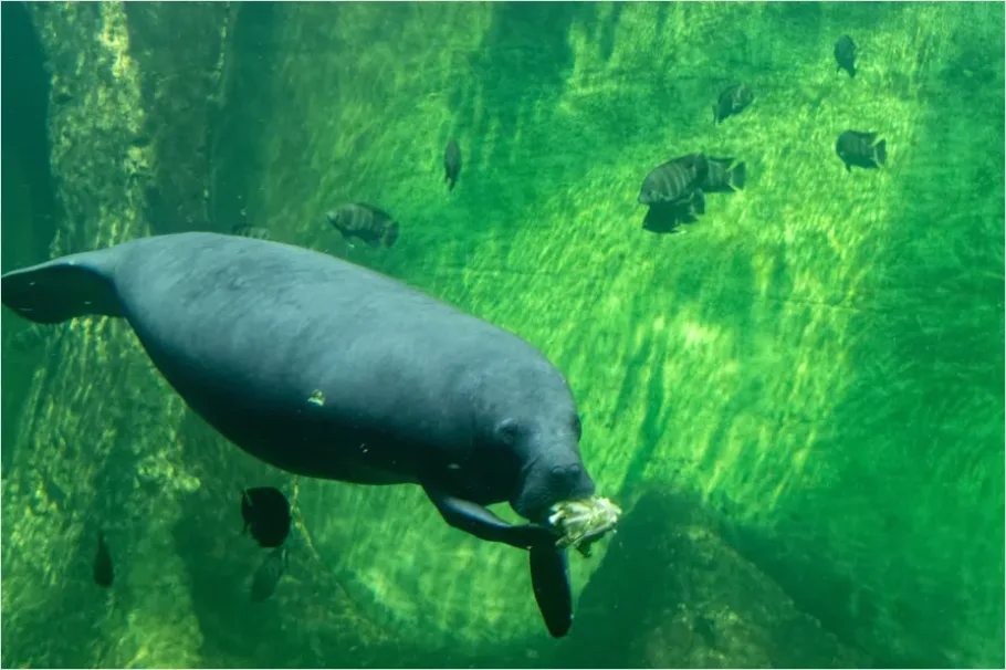 Detail Manatee Underwater Photo Number 3