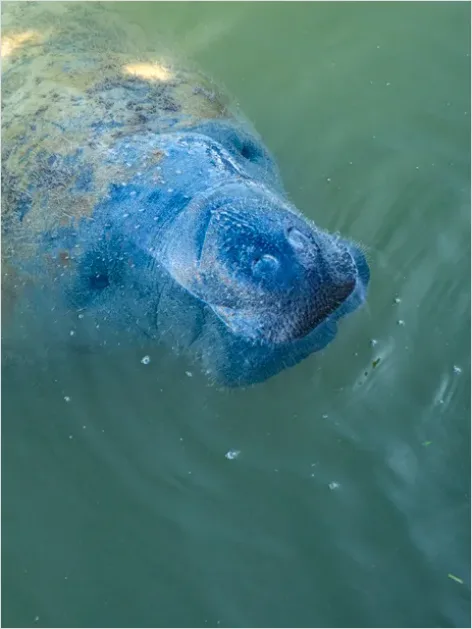Detail Manatee Underwater Photo Number 4