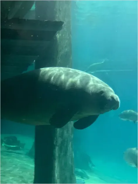 Detail Manatee Underwater Photo Number 5