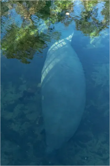 Detail Manatee Underwater Photo Number 7