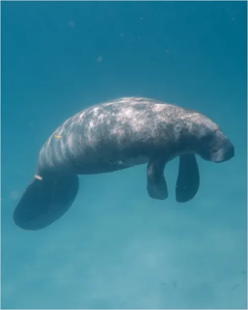 Detail Manatee Underwater Photo Number 8