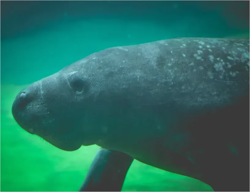 Detail Manatee Underwater Photo Number 9