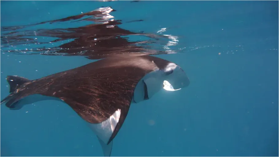 Detail Manta Ray Underwater Photo Number 11