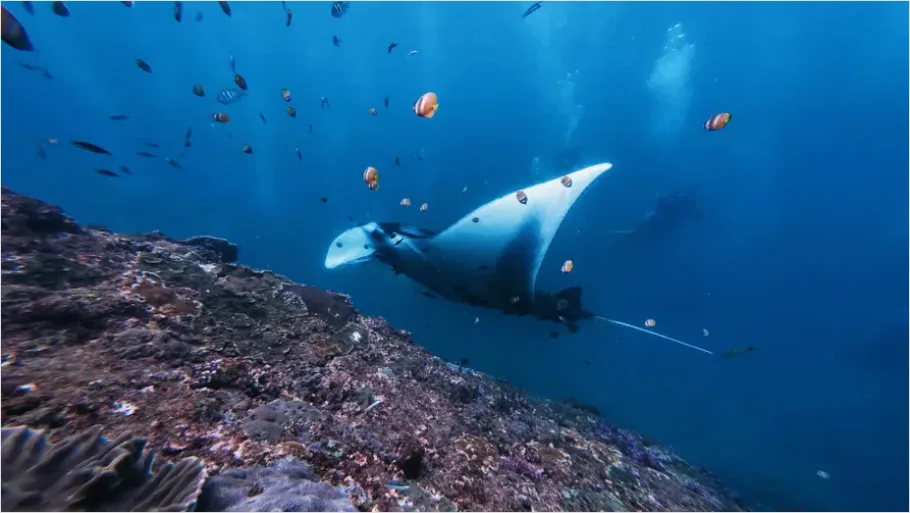 Detail Manta Ray Underwater Photo Number 12
