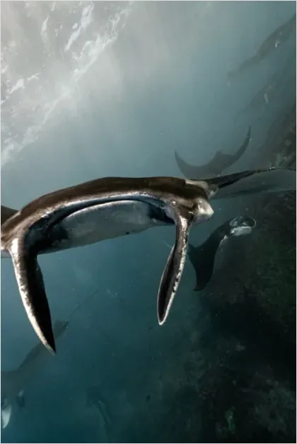 Detail Manta Ray Underwater Photo Number 13