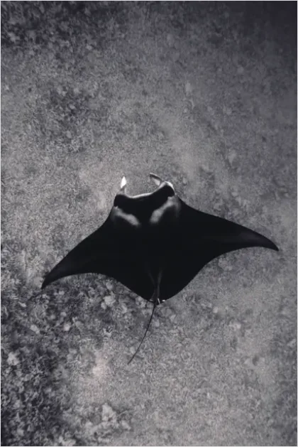 Detail Manta Ray Underwater Photo Number 14