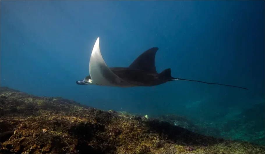 Detail Manta Ray Underwater Photo Number 15