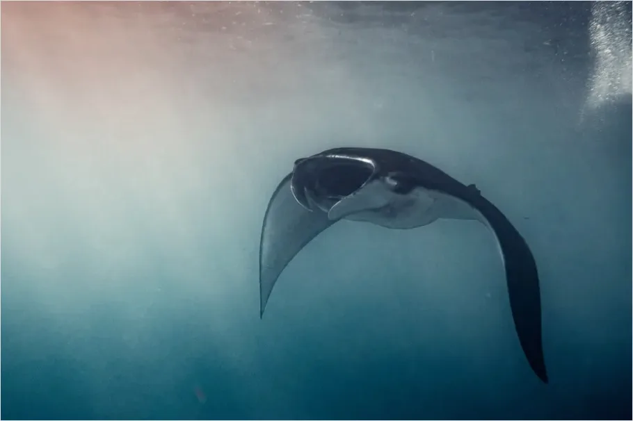 Detail Manta Ray Underwater Photo Number 16