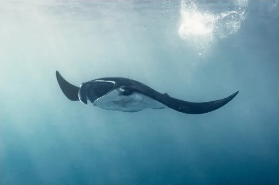 Detail Manta Ray Underwater Photo Number 8