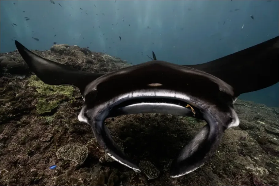 Detail Manta Ray Underwater Photo Number 9