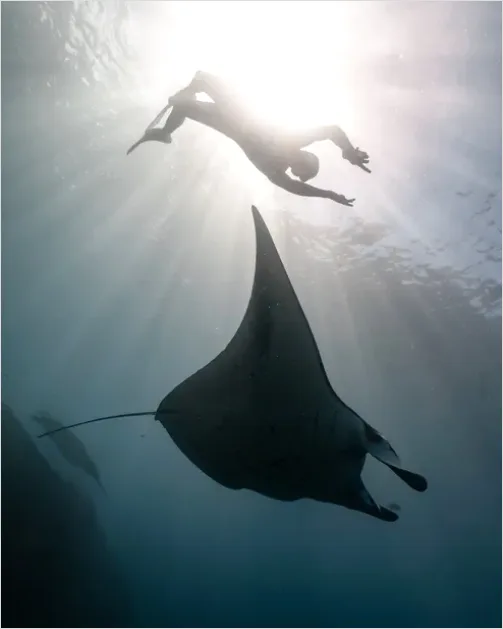 Detail Manta Ray Underwater Photo Number 10