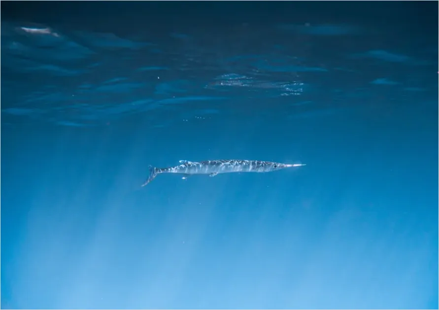 Detail Marlin Underwater Hunting Photo Number 14