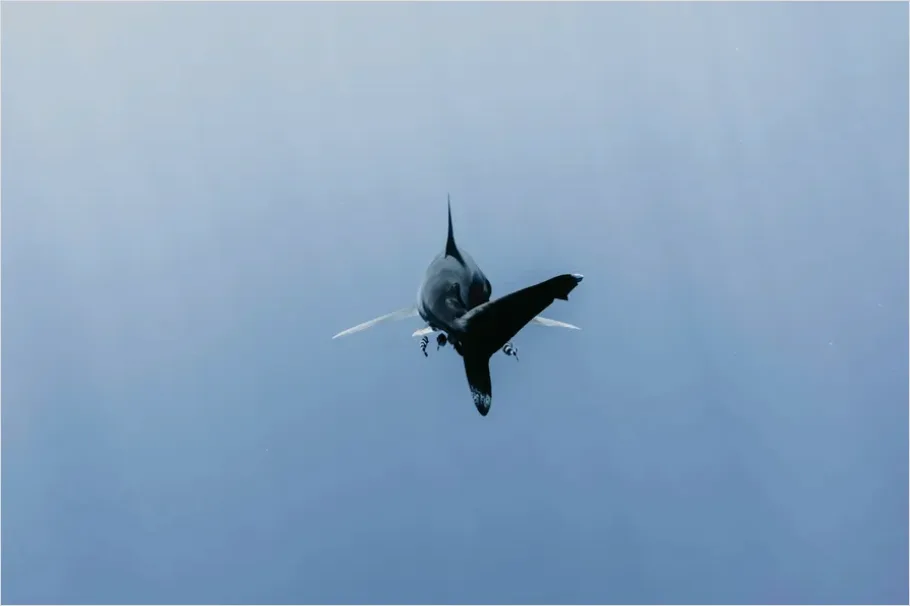 Detail Marlin Underwater Hunting Photo Number 6