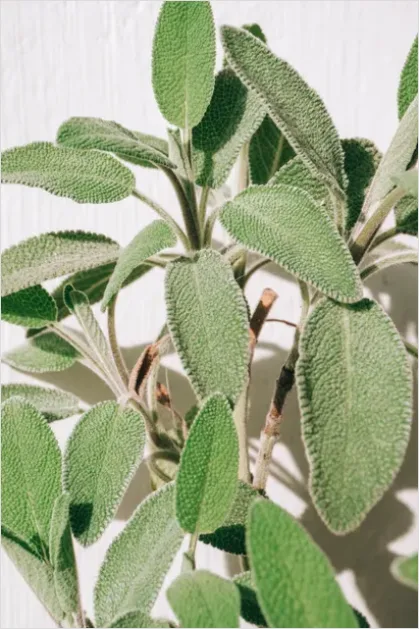 Detail Minimal Sage Green Palette Background Number 13