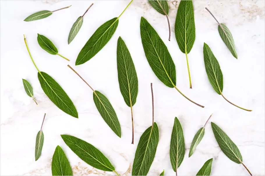 Detail Minimal Sage Green Palette Background Number 7