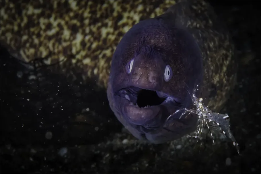 Detail Moray Eel Underwater Photo Number 2