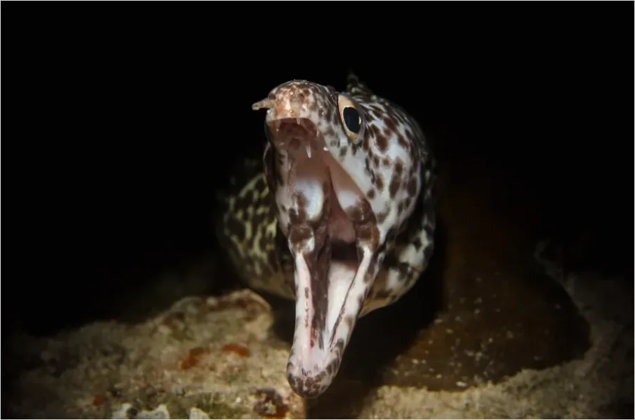 Detail Moray Eel Underwater Photo Number 11
