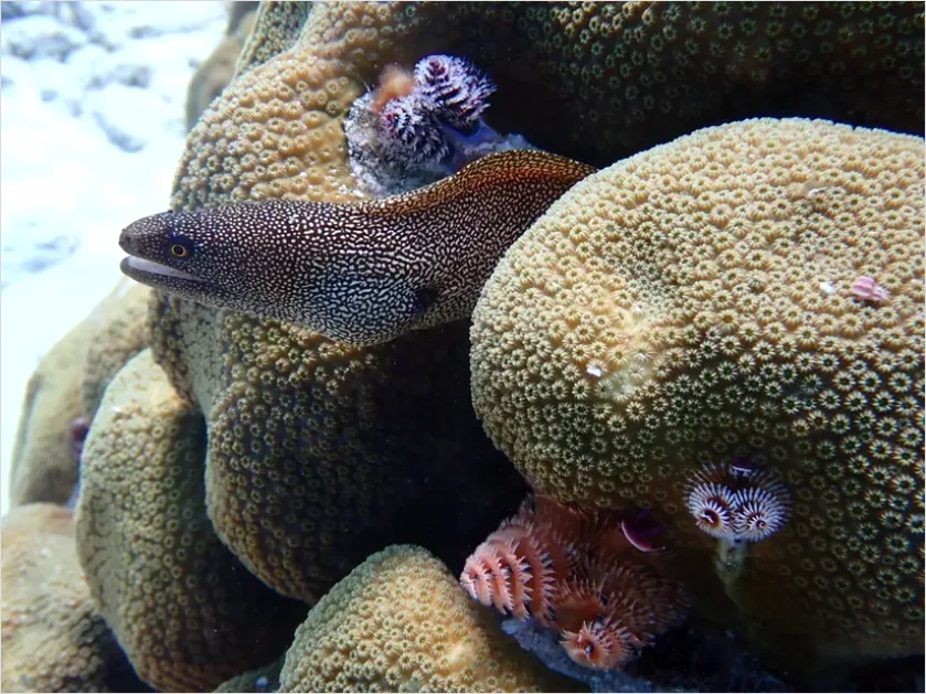 Detail Moray Eel Underwater Photo Number 12