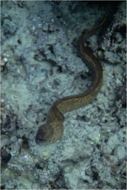 Detail Moray Eel Underwater Photo Number 13