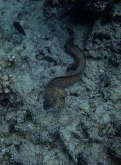 Detail Moray Eel Underwater Photo Number 14