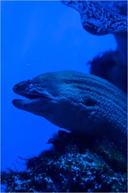 Detail Moray Eel Underwater Photo Number 15