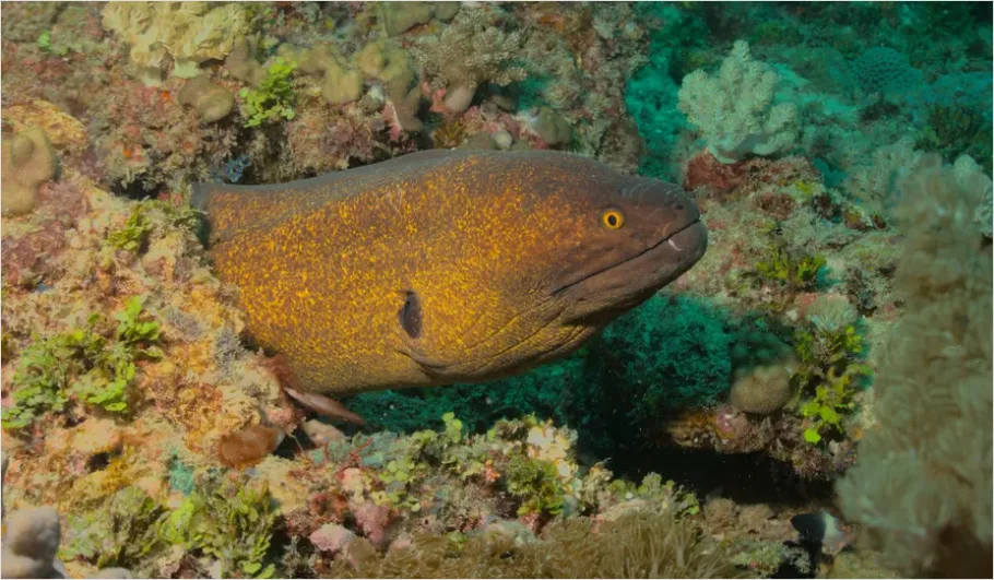 Detail Moray Eel Underwater Photo Number 16