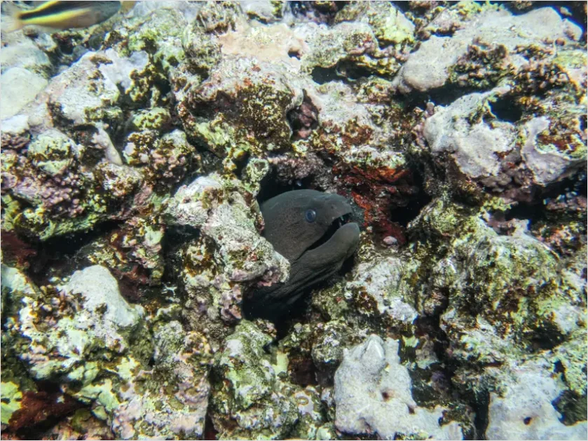 Detail Moray Eel Underwater Photo Number 3