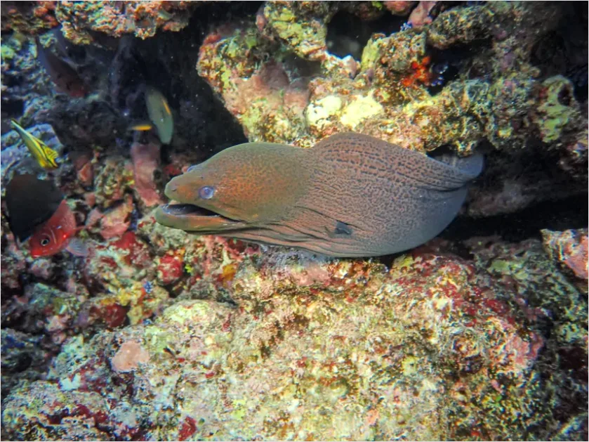 Detail Moray Eel Underwater Photo Number 4