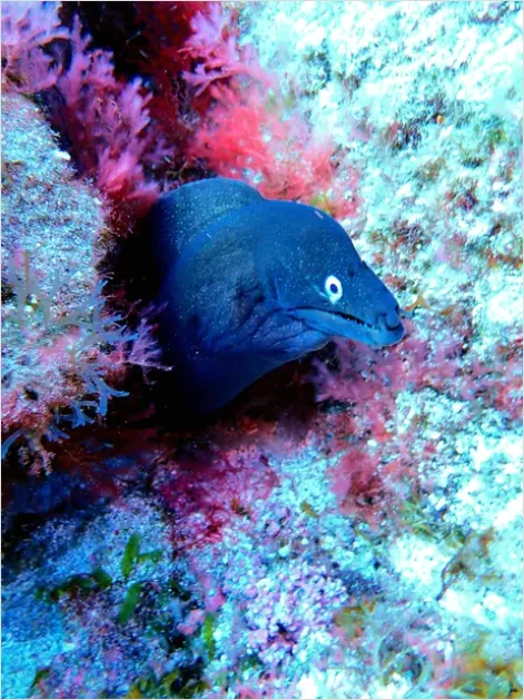 Detail Moray Eel Underwater Photo Number 5