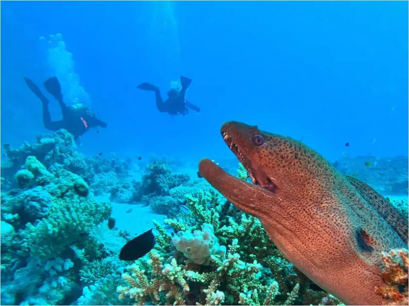 Detail Moray Eel Underwater Photo Number 6
