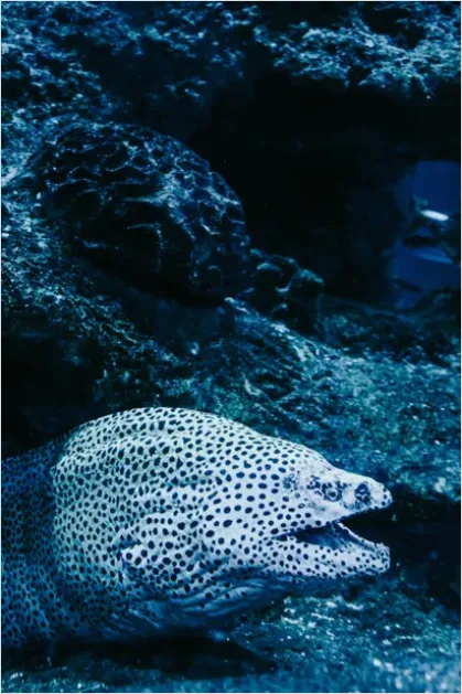 Detail Moray Eel Underwater Photo Number 8