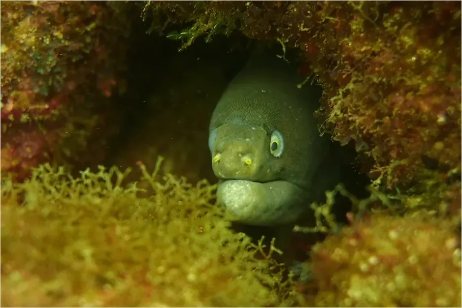 Detail Moray Eel Underwater Photo Number 9
