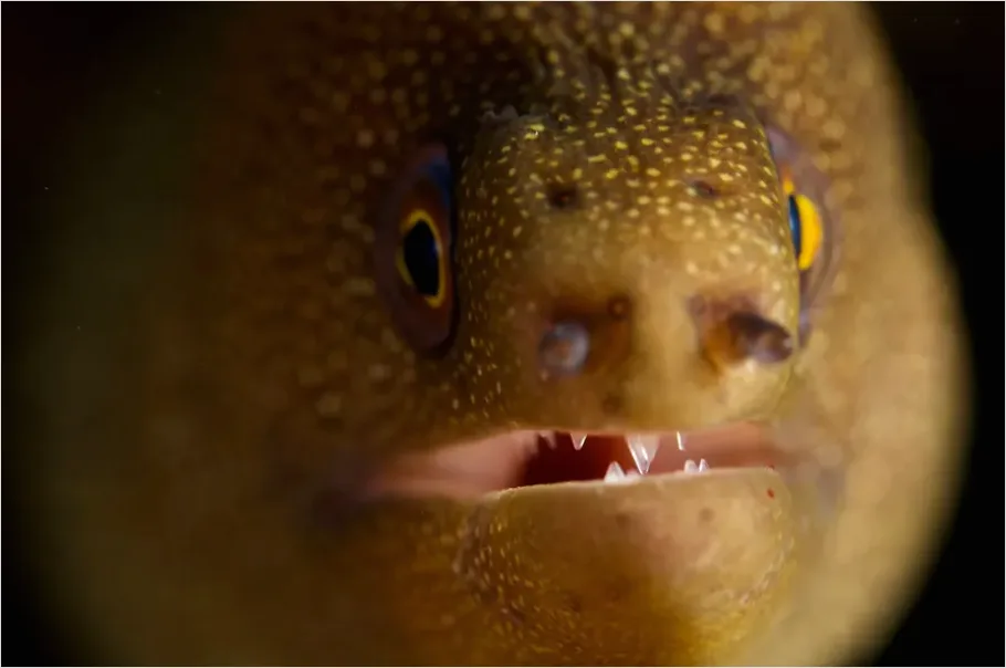 Detail Moray Eel Underwater Photo Number 10