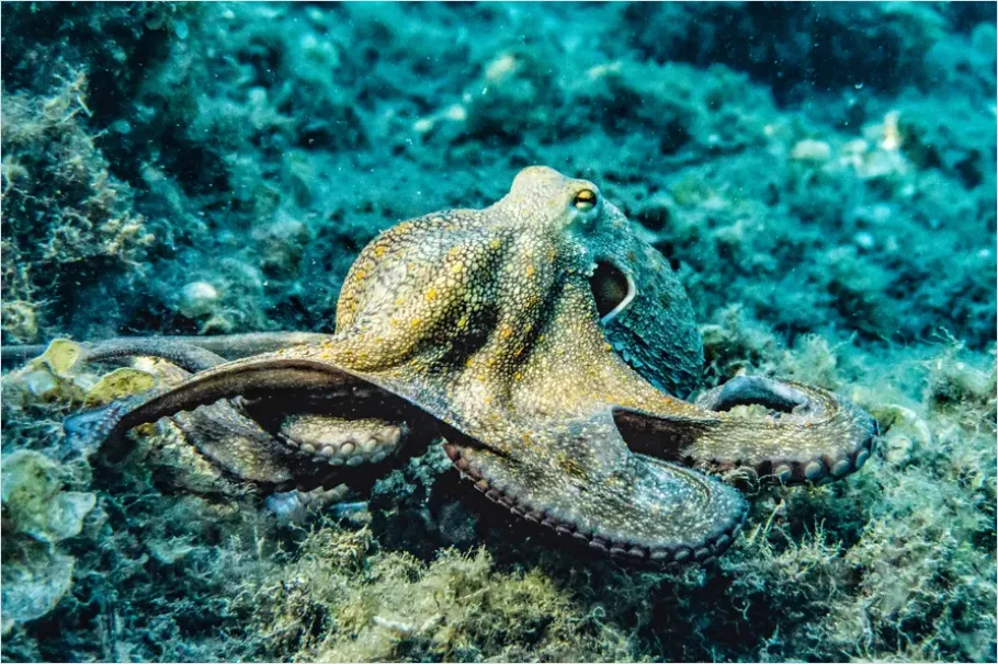 Octopus Camouflage Underwater Photo 04de