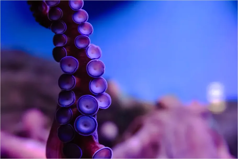 Octopus Close Up Photo Fb7c