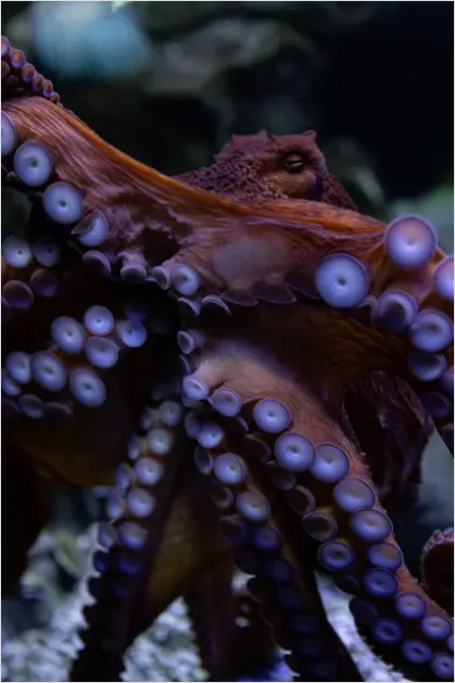 Detail Octopus Close Up Photo Number 11