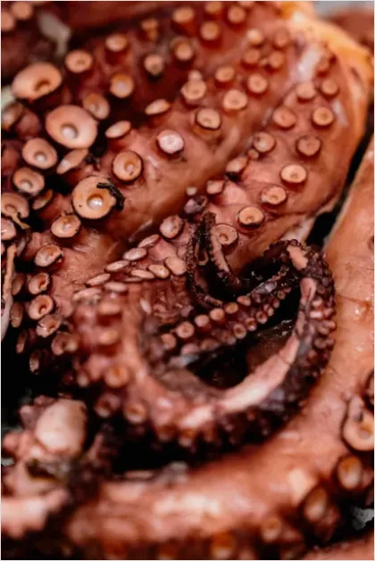 Detail Octopus Close Up Photo Number 12