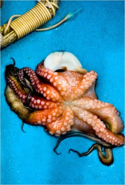 Detail Octopus Close Up Photo Number 13