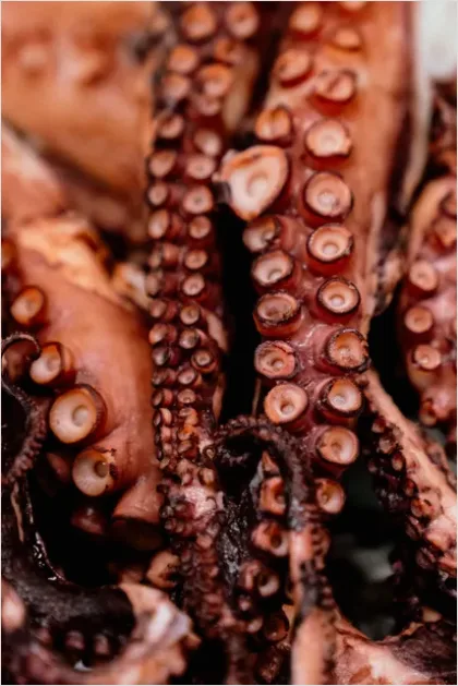 Detail Octopus Close Up Photo Number 14