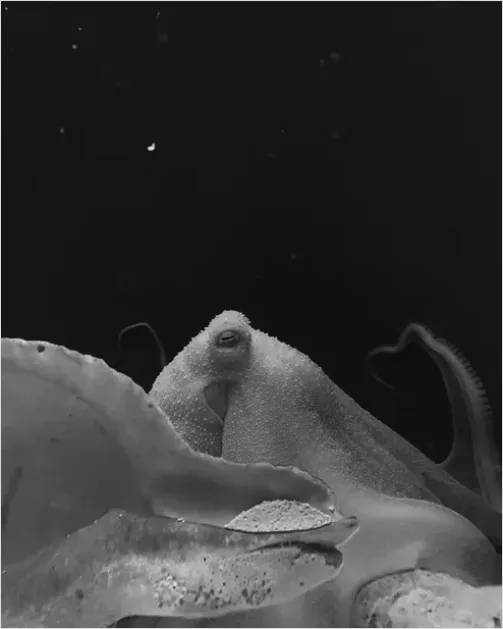 Detail Octopus Close Up Photo Number 15