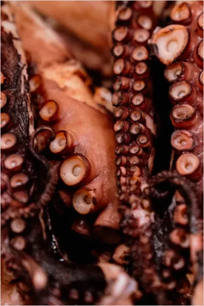 Detail Octopus Close Up Photo Number 16