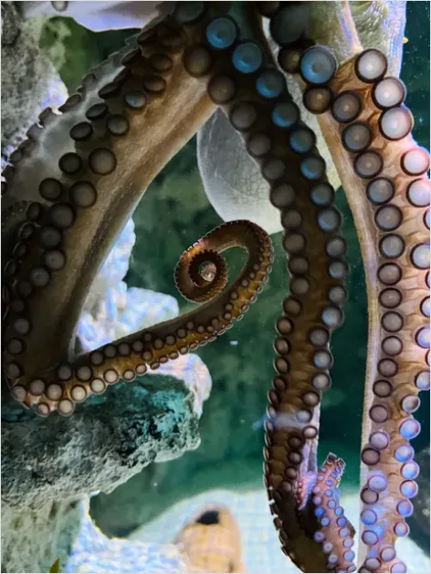 Detail Octopus Close Up Photo Number 3