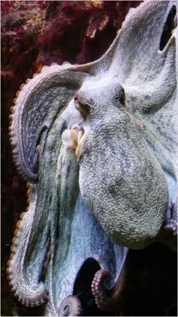 Detail Octopus Close Up Photo Number 4